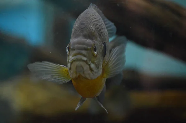 Fish Swimming Tank — Stock Photo, Image