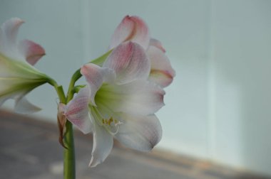 Bahçede Hibiscus çiçeği