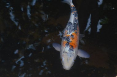 Koi balık suda yüzen