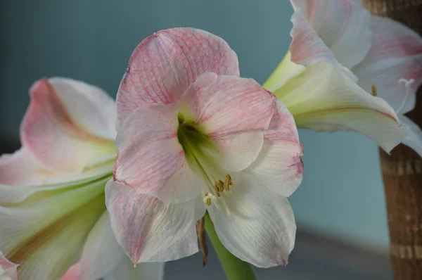 Fiore Ibisco Giardino — Foto Stock