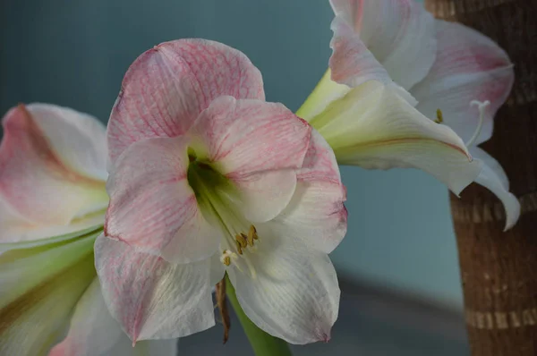 Hibiskusblüte Garten — Stockfoto