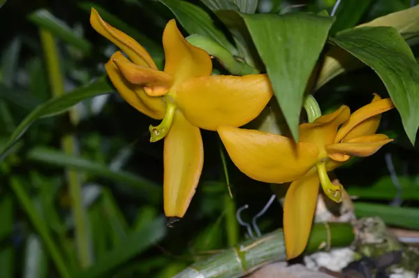 Orkidé Blomma Växer Trädgården — Stockfoto