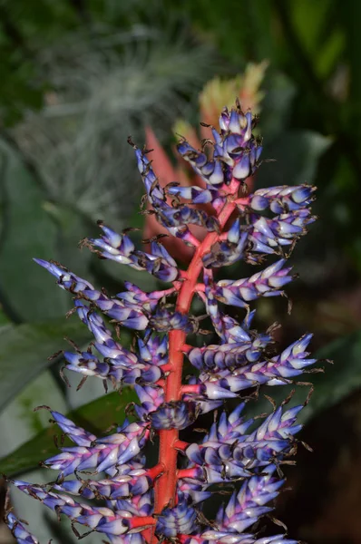 Uma Bromélia Crescendo Jardim — Fotografia de Stock