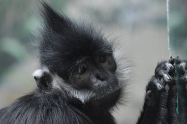 Francois Langur maymunumla yakın çekim