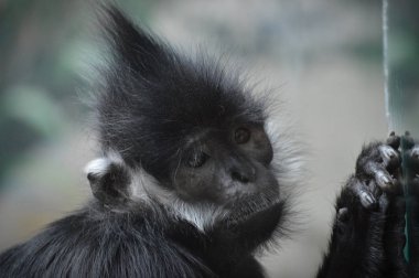 Francois Langur maymunumla yakın çekim