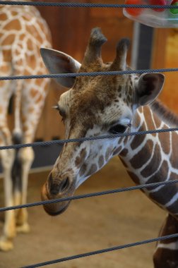 Genç bir zürafaya yaklaş.