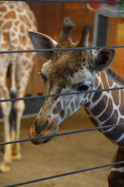 Genç bir zürafaya yaklaş.