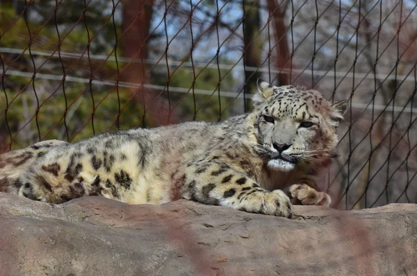 Leopardo Nieve Tendido Sobre Una Roca — Foto de Stock