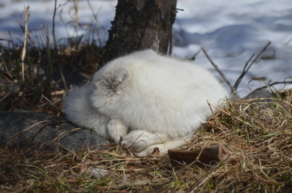 一只北极狐狸蜷缩在树下 — 图库照片