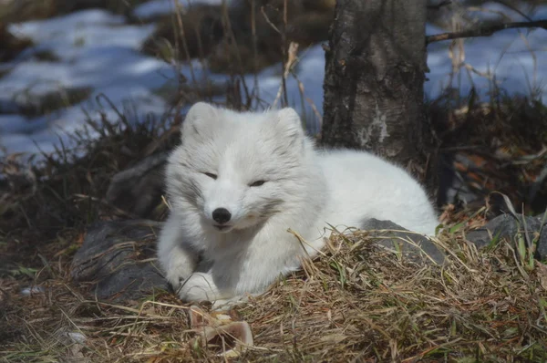 Ein Polarfuchs Zusammengerollt Unter Einem Baum — Stockfoto