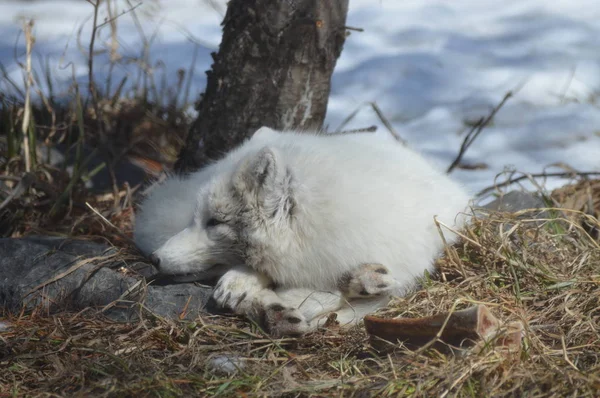Ein Polarfuchs Zusammengerollt Unter Einem Baum — Stockfoto