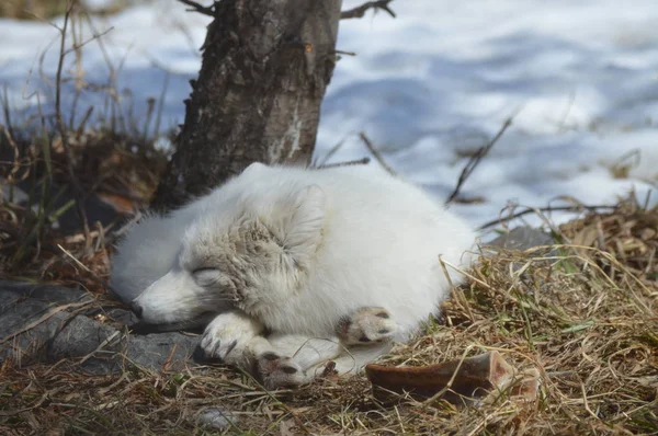 Polarfuchs Unter Einem Baum Zusammengerollt — Stockfoto