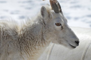 Dall koyun yakın çekim
