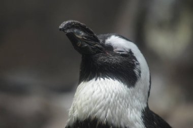 Bir penguen yakın çekim