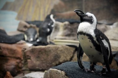 Bir penguen yakın çekim
