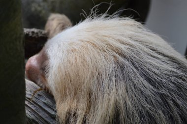 Ağacı içinde uyuyan bir tembel hayvan
