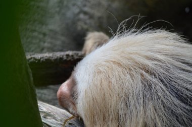 Ağacı içinde uyuyan bir tembel hayvan