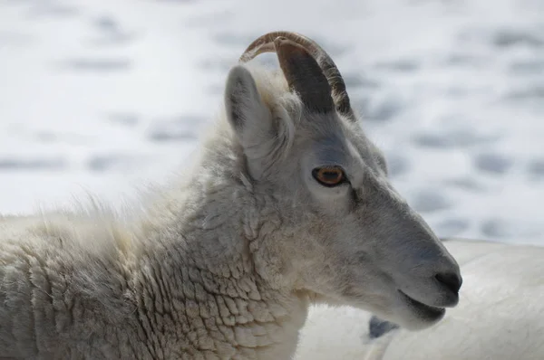 Close Dall Sheep — Stock Photo, Image