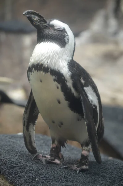 Nahaufnahme Eines Pinguins — Stockfoto