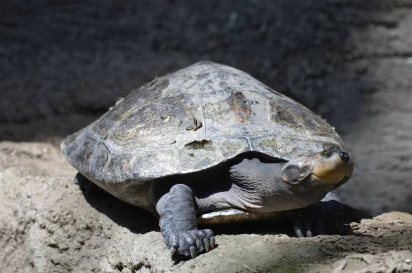 Uma Tartaruga Descansando Sobre Uma Rocha — Fotografia de Stock
