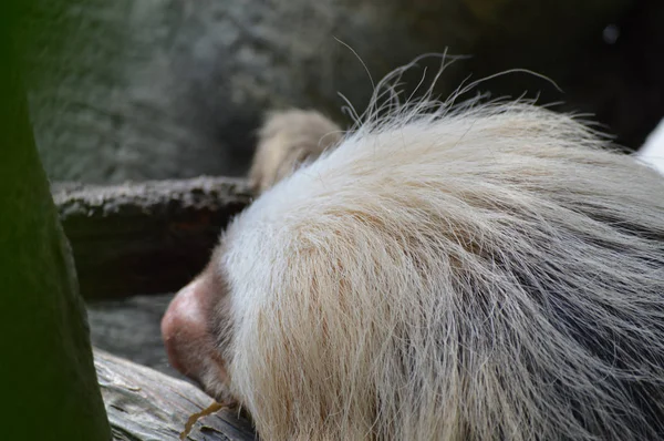 Ağacı içinde uyuyan bir tembel hayvan