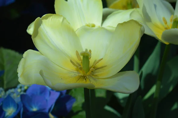 Tulipanes Creciendo Jardín — Foto de Stock