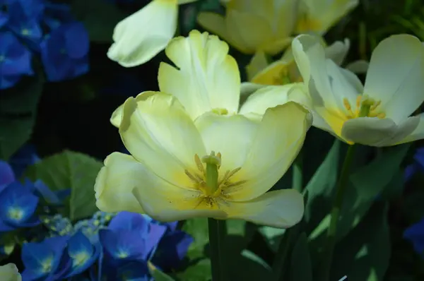 Tulipanes Creciendo Jardín — Foto de Stock