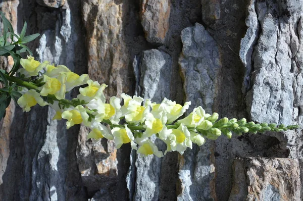 Snapdragon Rosnące Ogrodzie — Zdjęcie stockowe