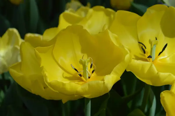 Tulipanes Creciendo Jardín — Foto de Stock