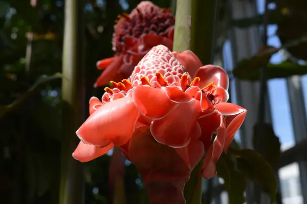 Ruiva Tocha Vermelha Que Cresce Jardim — Fotografia de Stock