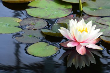 Nilüferler gölette