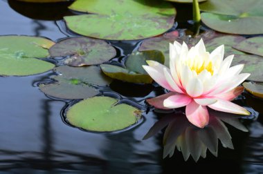 Nilüferler gölette