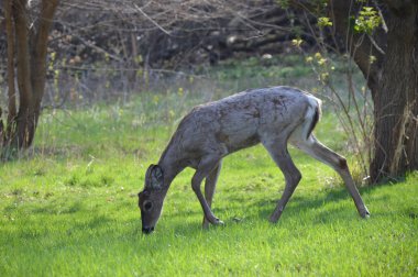 Beyaz kuyruklu geyik ormanda