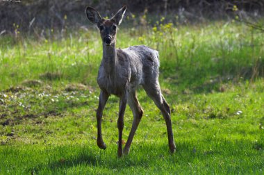Beyaz kuyruklu geyik ormanda