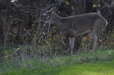 Beyaz kuyruklu geyik ormanda