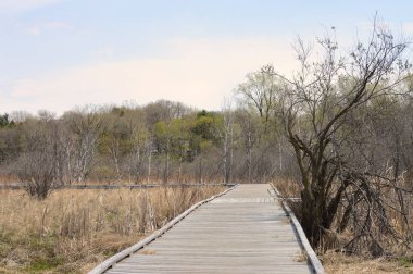 Sulak alan bahar sırasında tahta