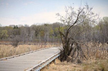 Sulak alan bahar sırasında tahta