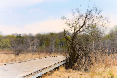 Sulak alan bahar sırasında tahta