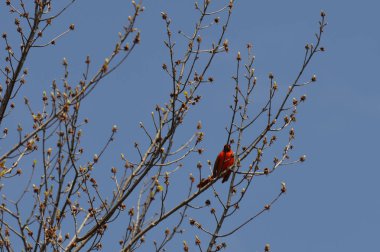 Bir ağaç dalı üzerinde tünemiş kırmızı kuş