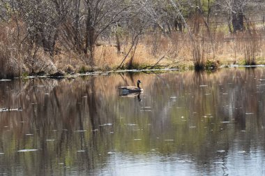 Sulak alan manzara bahar aylarında