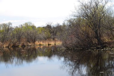 Sulak alan manzara bahar aylarında
