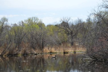 Sulak alan manzara bahar aylarında