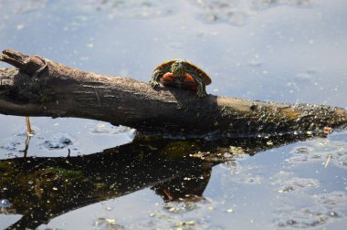 Bir oturum boyalı kaplumbağa