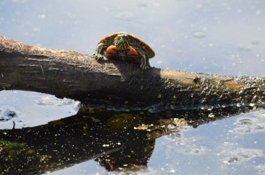 Bir oturum boyalı kaplumbağa