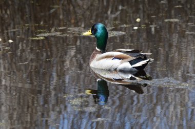 Yaban ördeği suyun üstünde