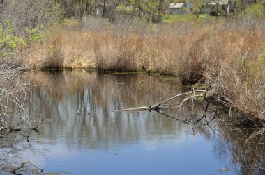 Sulak alan manzara bahar aylarında