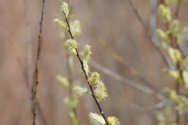 Sulak alan içinde büyüyen yeşil bitki