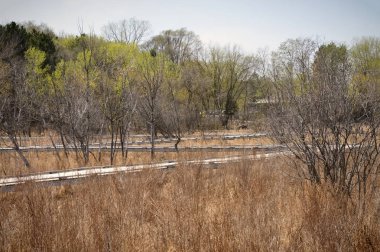 Sulak alan bahar sırasında tahta