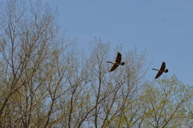 Sulak alan içinde uçan kaz çifti