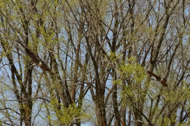 Sulak alan içinde uçan kaz çifti